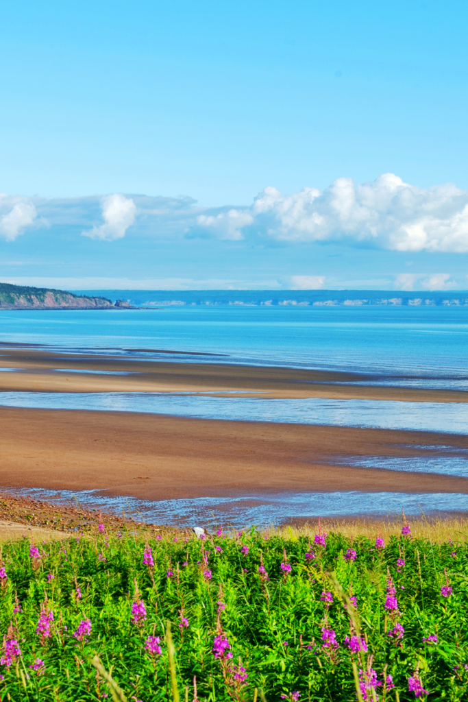 Ocean view of bright blue Canadian waters and lupins in bloom in New Brunswick Canada